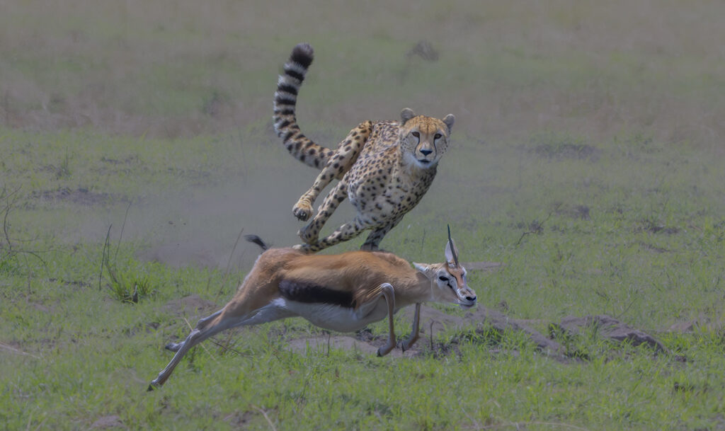 A_3 NATURE_AW_01_Yang_Xiaohong___Chasing